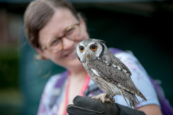 A woman holds a baby owl at Making Leeds Medieval 2018