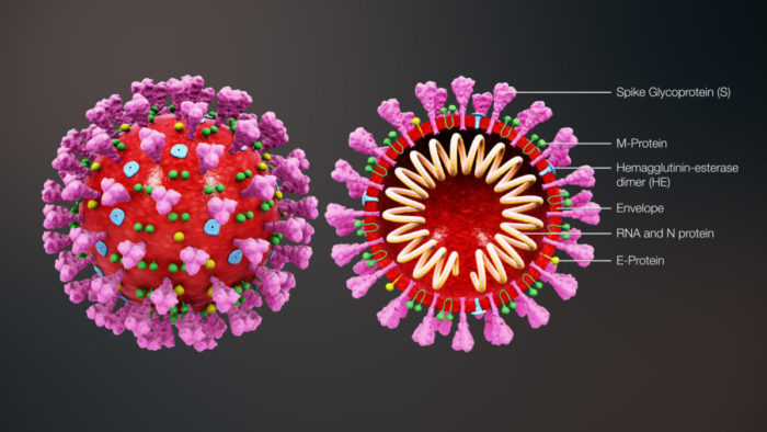 A scientific image of the virus responsible for COVID-19.