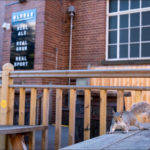 A lone squirrel on a picnic table outside Old Bar
