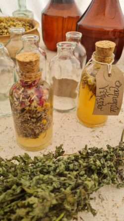 Glass bottles on a table, some filled with herbs and liquids. Two have corks in them and one has a paper label around the neck of the bottle.